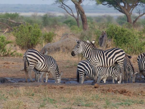 <h3><a href="/trips/tanzania/biota/animalia/chordata/mammalia/perissodactyla/equidae/equus quagga/equus quagga-nl.html">Equus&nbsp;quagga</a> / Plains&nbsp;zebra / Zebra</h3>OM-1 Mark II met OLYMPUS M.150-400mm F4.5, 1/2000 sec  bij F4.5, ISO 6400, afstand 54.6&nbsp;m